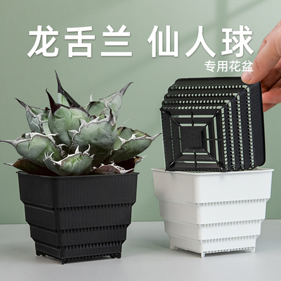 美莳金虎仙人掌透气超越陶瓷花盆