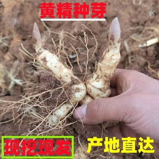 新鲜黄精正宗野生鸡头黄精种子带芽老虎姜种苗滋补药材苗黄精苗