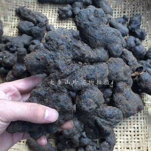 伏牛山采挖新鲜猪苓天麻种植 干猪苓 种植猪苓产量高 效益好