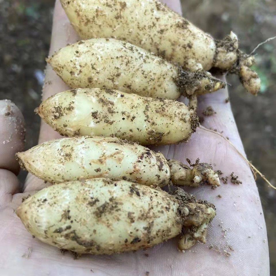 优质天麻种子 天麻 乌红杂交0代天麻种子1组 蜜环菌天麻种植技术