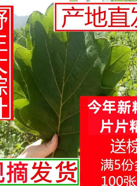 新鲜粽叶高山野生菠萝玻璃柞树