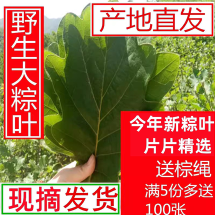 槲叶 新鲜粽叶粽子叶 高山野生槲叶菠萝叶 玻璃叶 柞树叶现采现卖