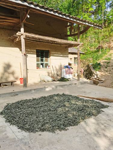 秦岭野生艾草干艾叶中药材泡脚洗澡月子驱寒散湿制艾绒儿童洗头