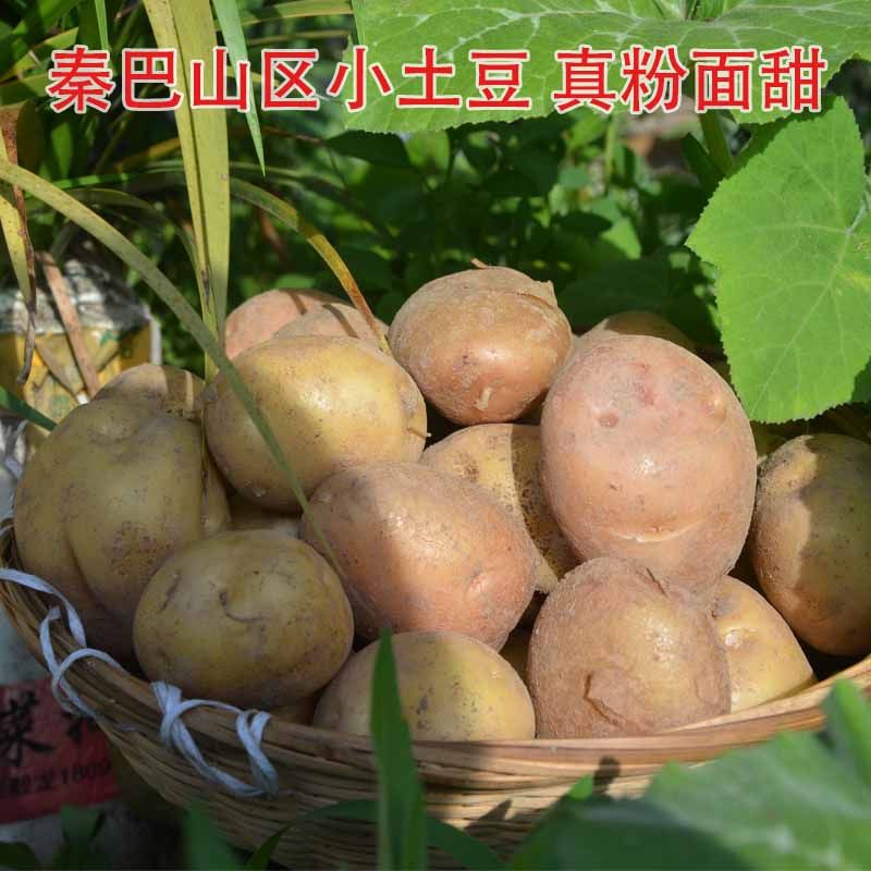 秦巴山区农家自种土豆新鲜蔬菜马铃薯富硒迷你小土豆粉嫩洋芋5斤