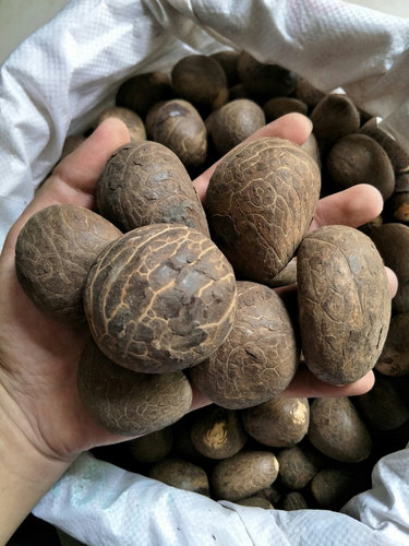 大中小个象牙果原料白玉雕刻