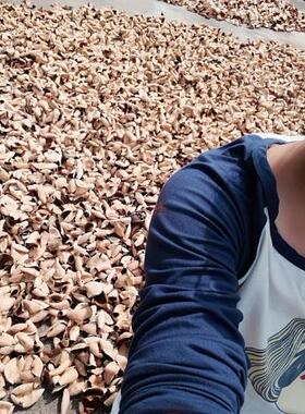 正宗新会10年十年青皮二红大红皮陈皮柑果皮干陈皮柑碎皮散装称重