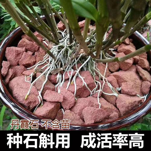 丹霞石石斛石头赤水铁皮石吸水石