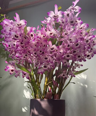 石斛盆栽淘宝直播专拍看好此宝贝