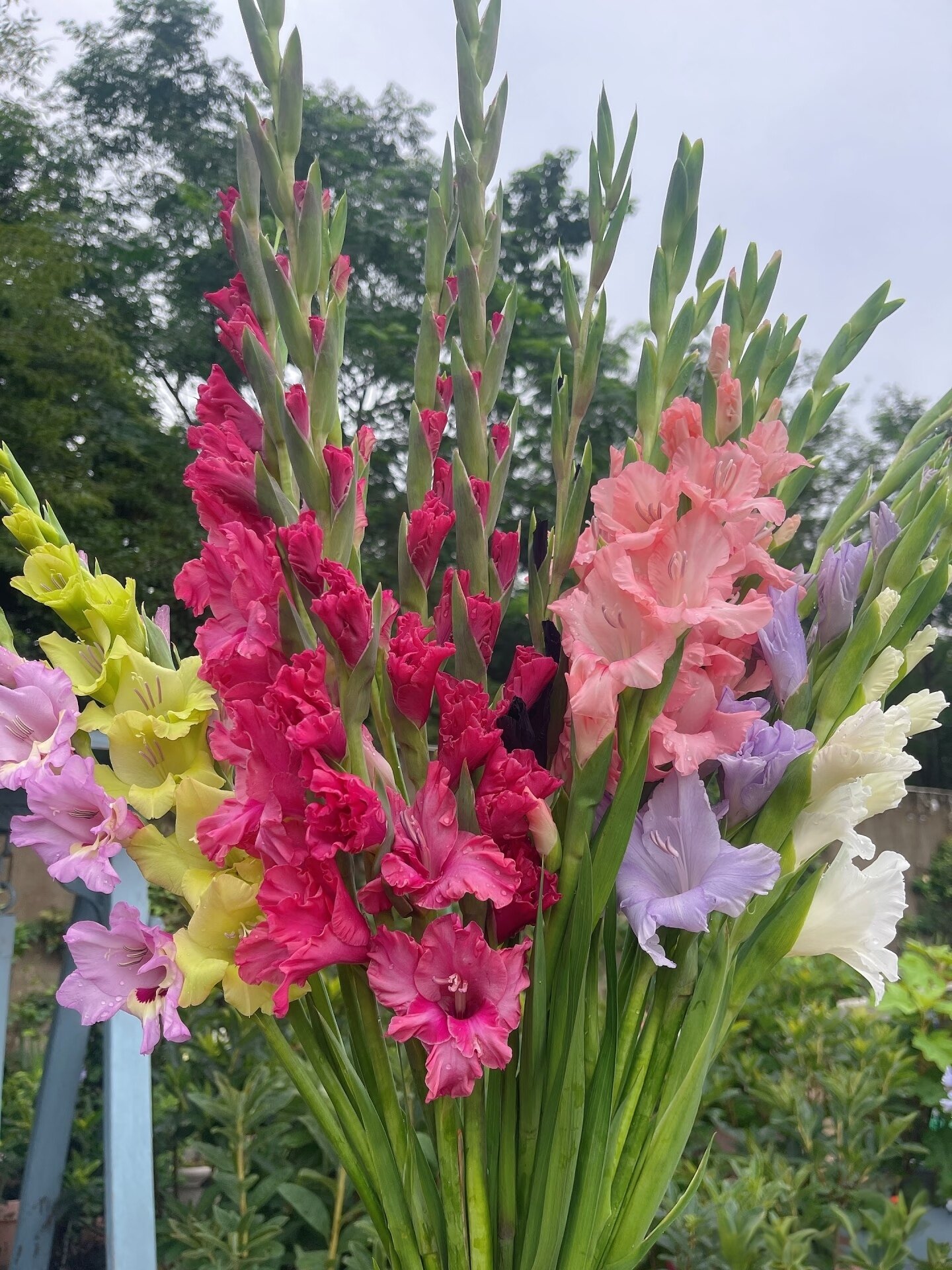 剑兰花种球盆栽四季开花植物室内阳台庭院耐寒花苗唐菖蒲十三太保