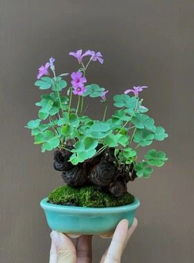 三叶草老桩盆栽桌面微盆景红花酢浆草四季开花绿植花卉幸运草花苗