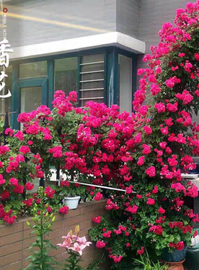 红色木香花大苗爬藤四季阳台庭院花卉攀援植物楼顶拱门蔷薇黄木香