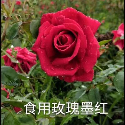 墨红可食用红玫瑰花大苗盆栽朱墨双辉浓香阳台庭院多季开花红玫瑰