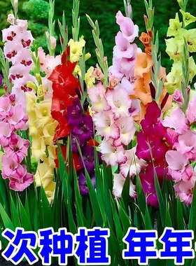 剑兰花种球盆栽四季开花植物室内阳台庭院耐寒花苗唐菖蒲十三太保
