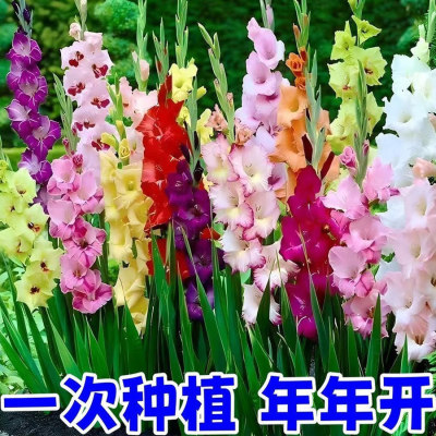 剑兰花种球盆栽四季开花植物室内阳台庭院耐寒花苗唐菖蒲十三太保