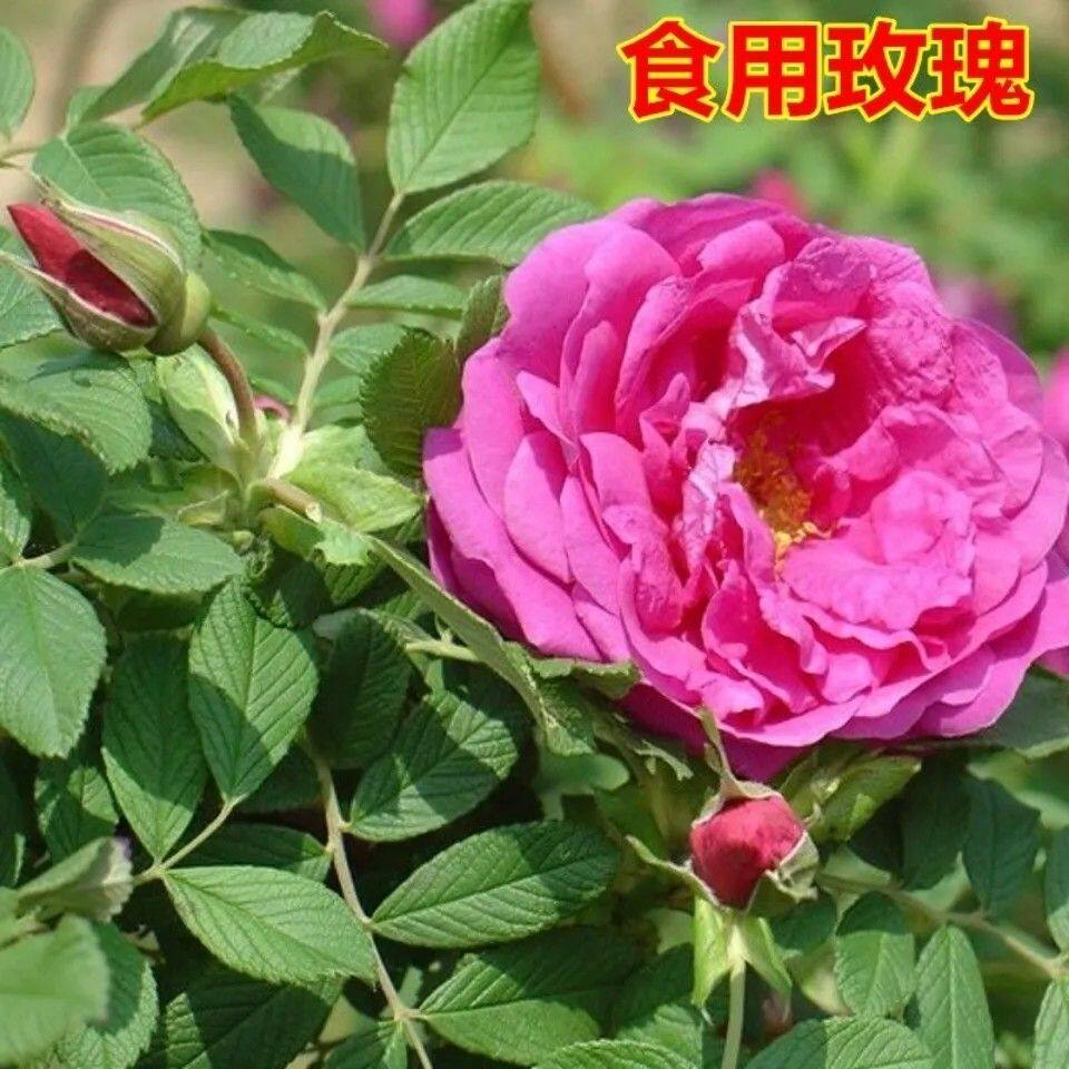 可食用玫瑰花苗大马士革浓香平阴玫瑰花老桩盆栽四季正宗玫瑰花苗图片