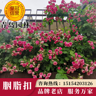 爬藤月季花红罗莎莉胭脂扣蒂娜罗衣紫袍玉带浓香大花庭拱门