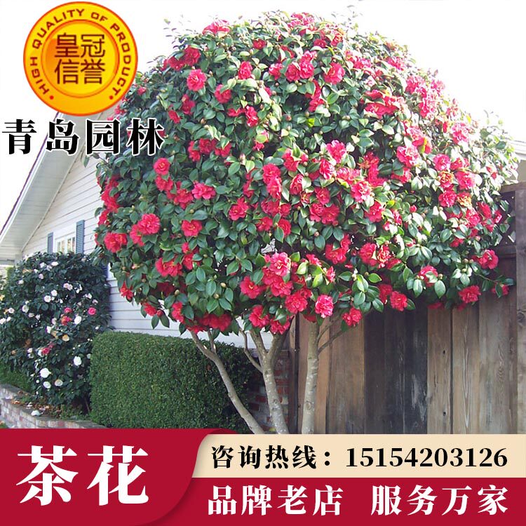 四季香妃耐冬山茶花树苗红花室外庭院浓香型耐寒四季常青花卉盆栽