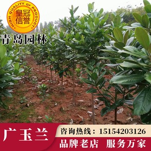 大型精品四季常青广玉兰花树苗荷花紫白玉兰娇红一号黄鸟北方耐寒