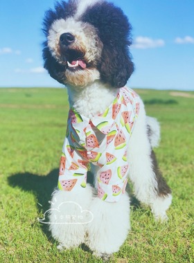 吉多熊家包邮泰迪宠物衣服手工定制大型犬衣服金毛巨贵衣服衬衣