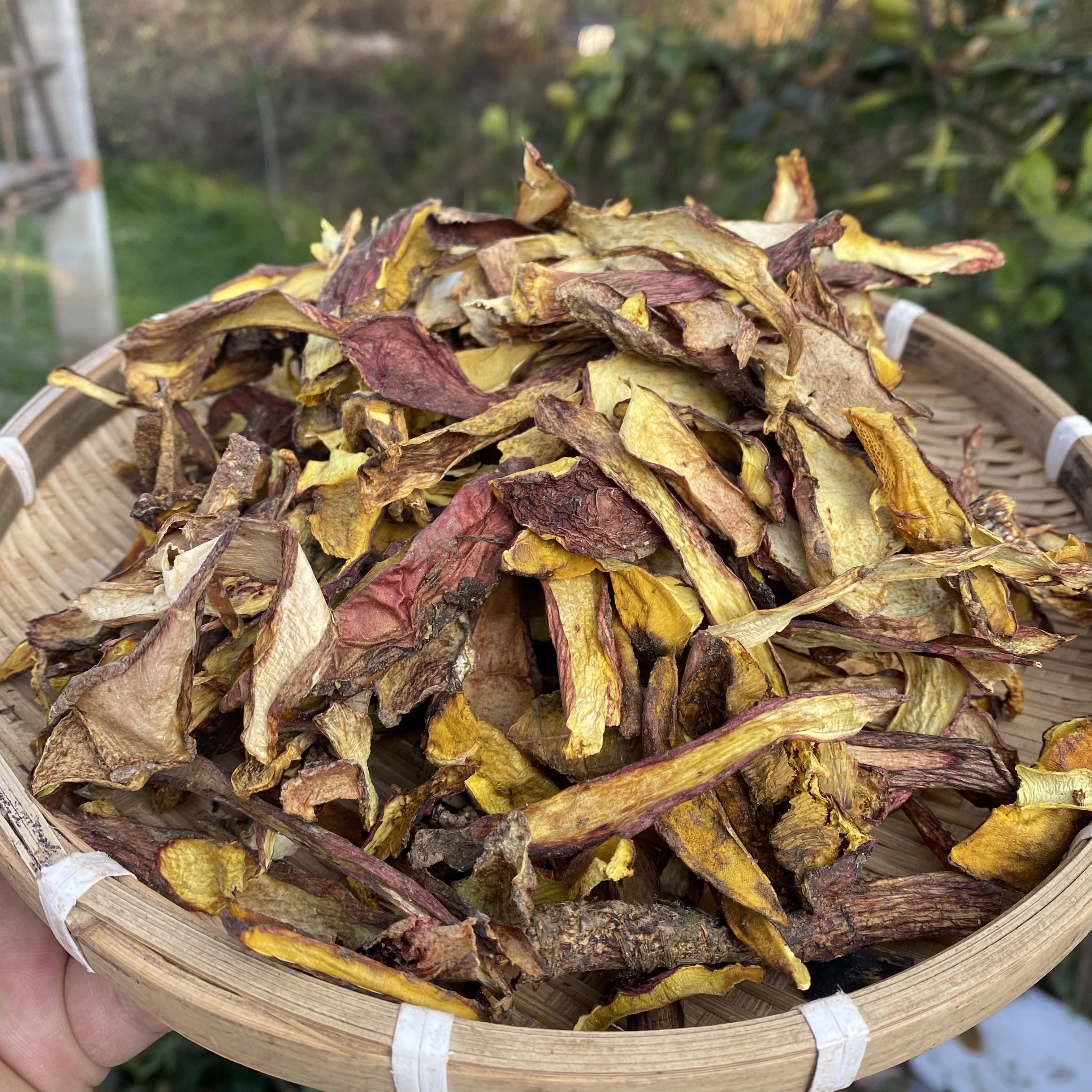 缅甸野生[黄牛干菌]