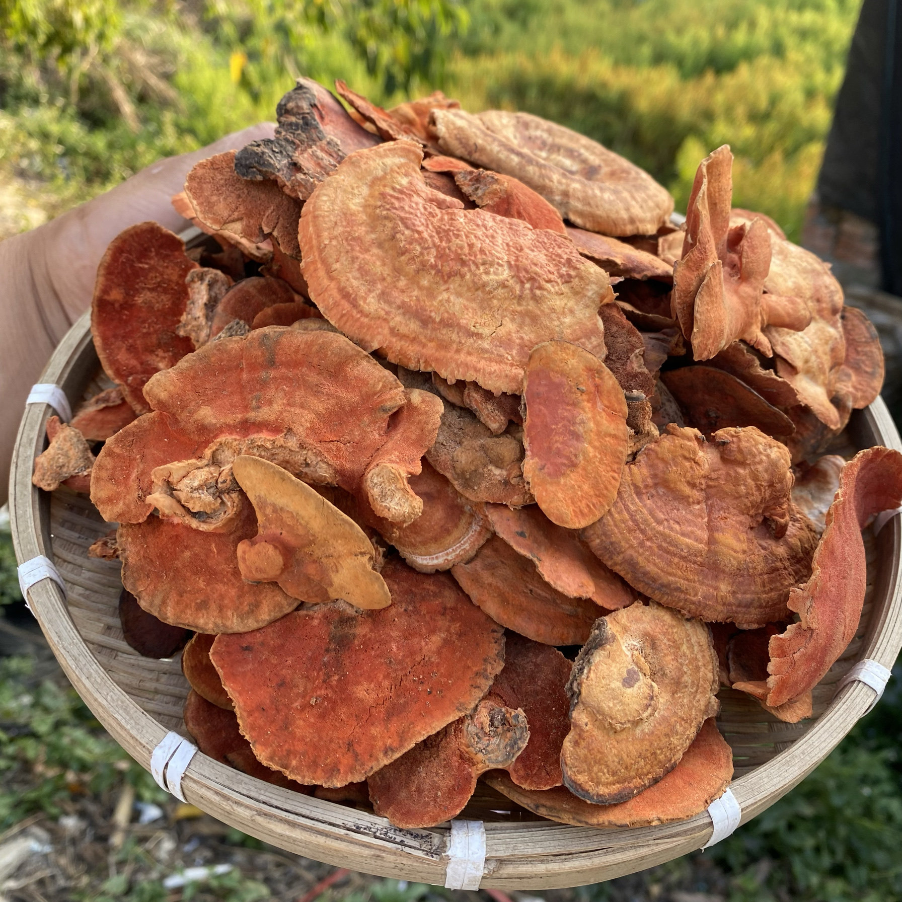 缅甸[牛樟芝]纯野生牛樟芝天然红灵芝