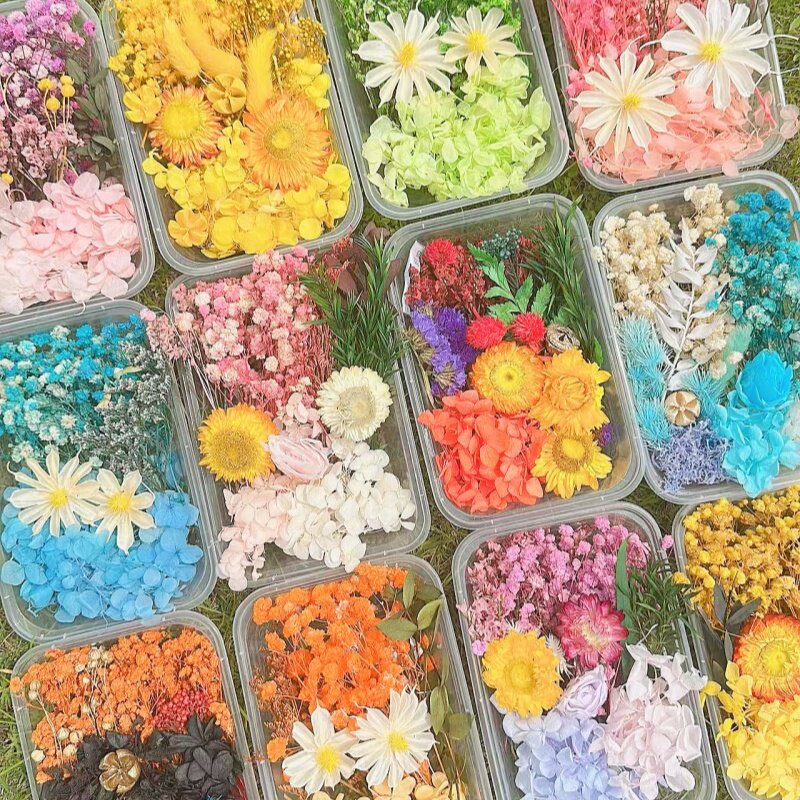 永生花材料包干花相框团扇画贺卡干花曙光天然真花盒滴胶diy沙龙