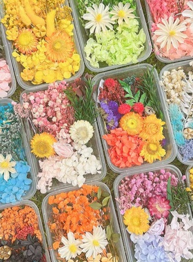 永生花材料包干花相框团扇画贺卡干花曙光天然真花盒滴胶diy沙龙
