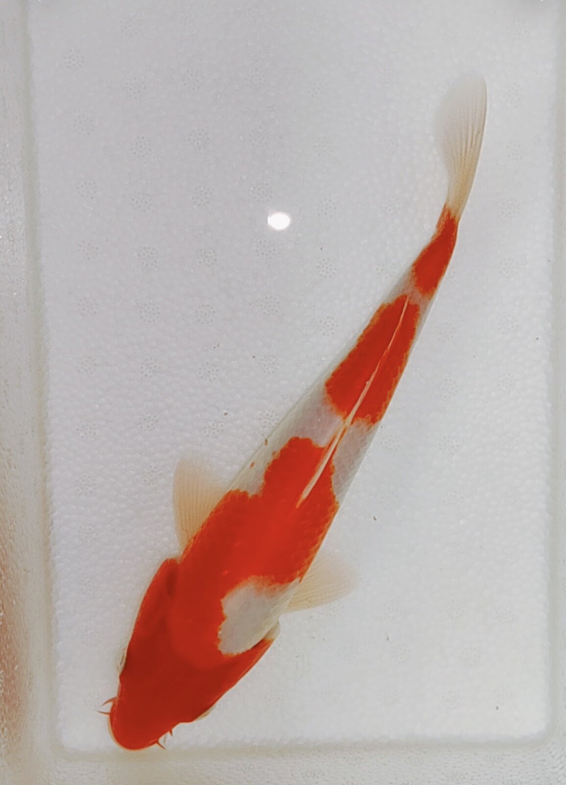 815号，大尺寸日系闪电纹四段红白，缸养池养都完美！24-25cm