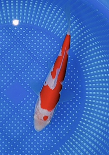 288号,推介丸顶三段红白,三段花纹,雍容大气!