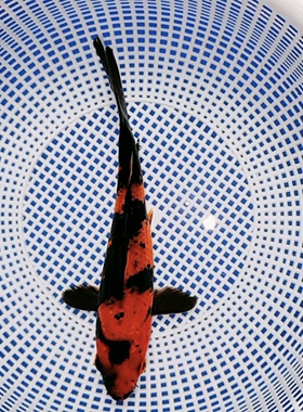 A703号，强烈推介日系三段绯写！！三段墨位+面割全出