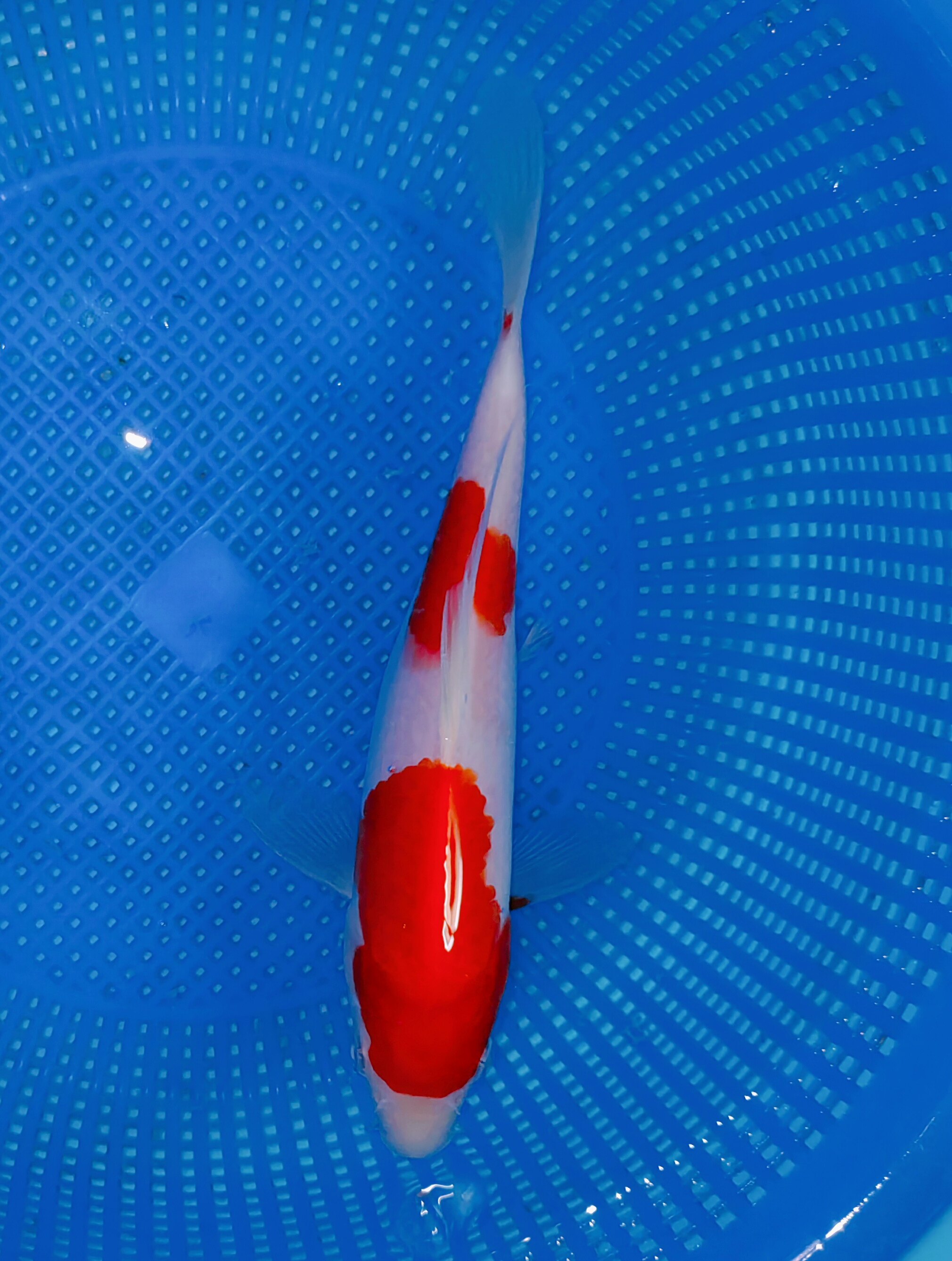 留养级桃太郎血统两段红白,分段清晰