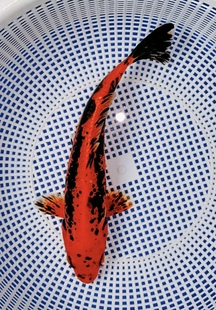 霸气威武开背对称 广井血统德系红九纹龙 超级难得 629号