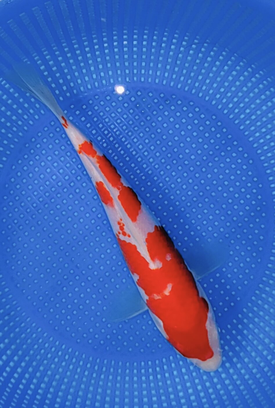 577号,强烈推介桃太郎血统五段红白,日系红白的油润细腻