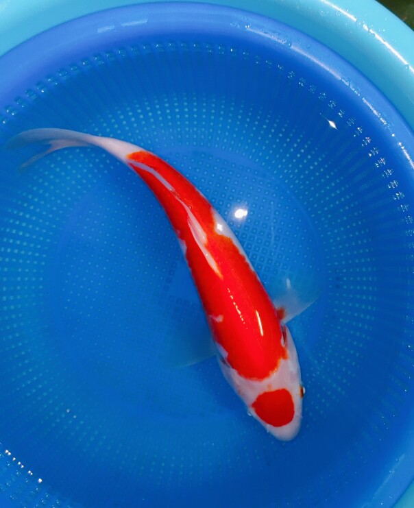 推介推介推介桃太郎血统丸顶大骨架红白,炮弹体