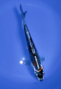 A27,仅此一条,富士黄辉龙,花色花纹前无古人,后无来者!