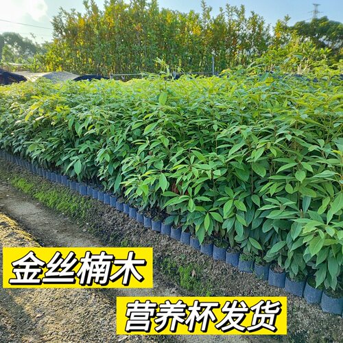 别墅造景名贵树正宗四川小叶桢楠金丝楠木四季常青正品