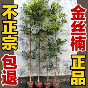 金丝楠木树苗名贵苗木正宗小叶桢楠树苗楠木苗小叶金丝楠木苗