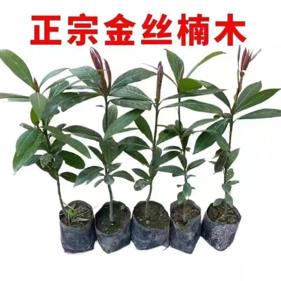 正宗金丝楠木树苗小叶桢楠苗
