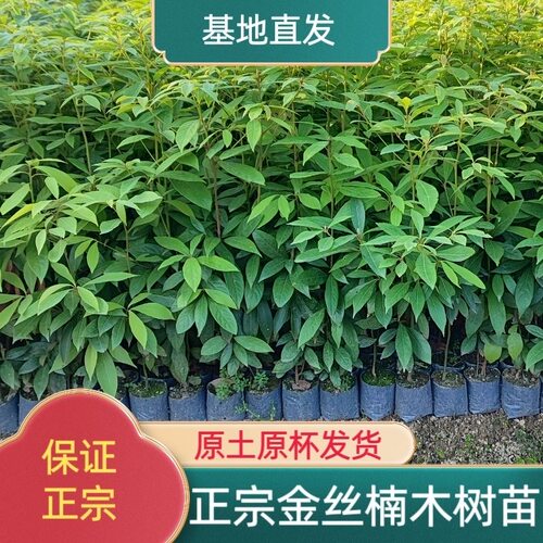 四季常青名贵苗木金丝楠木