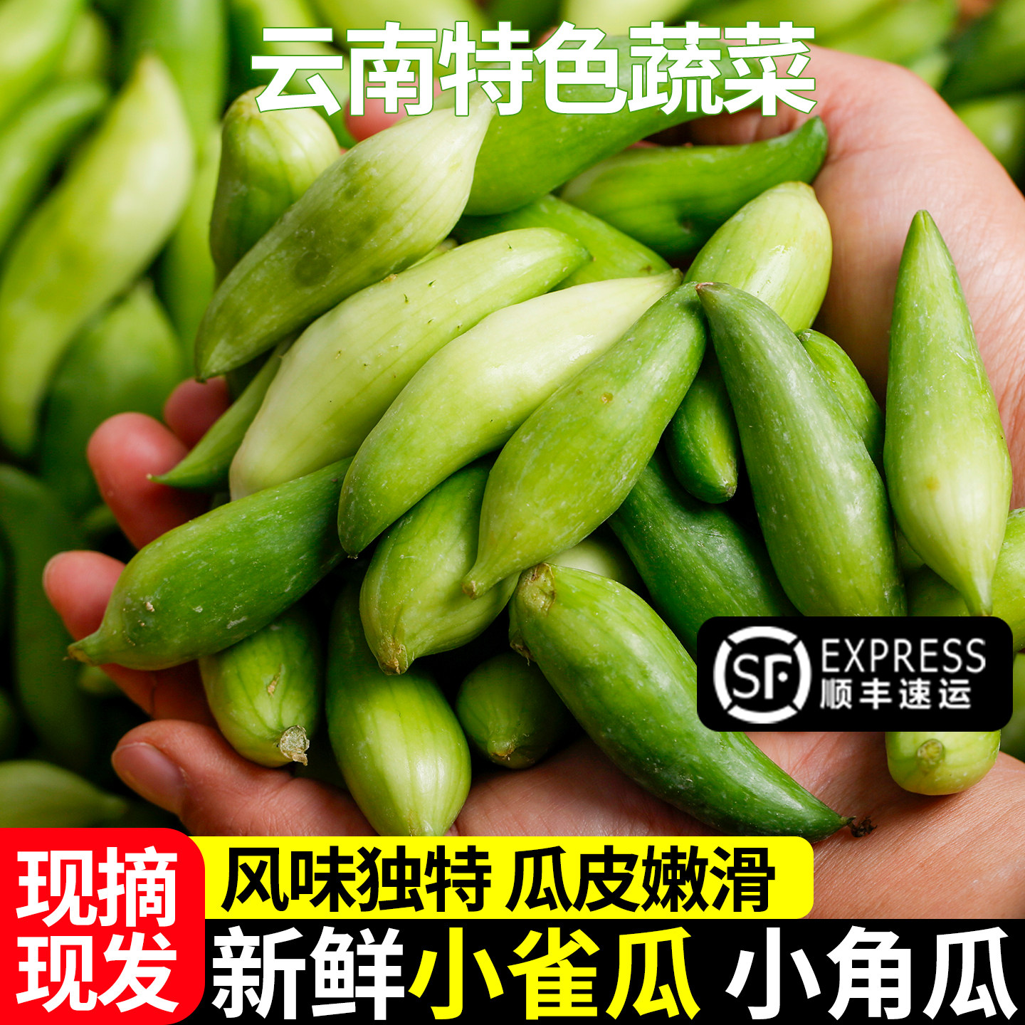 小角瓜云南小雀瓜现摘现发洋辣子小甜瓜美味素食甜瓜新鲜时令素菜