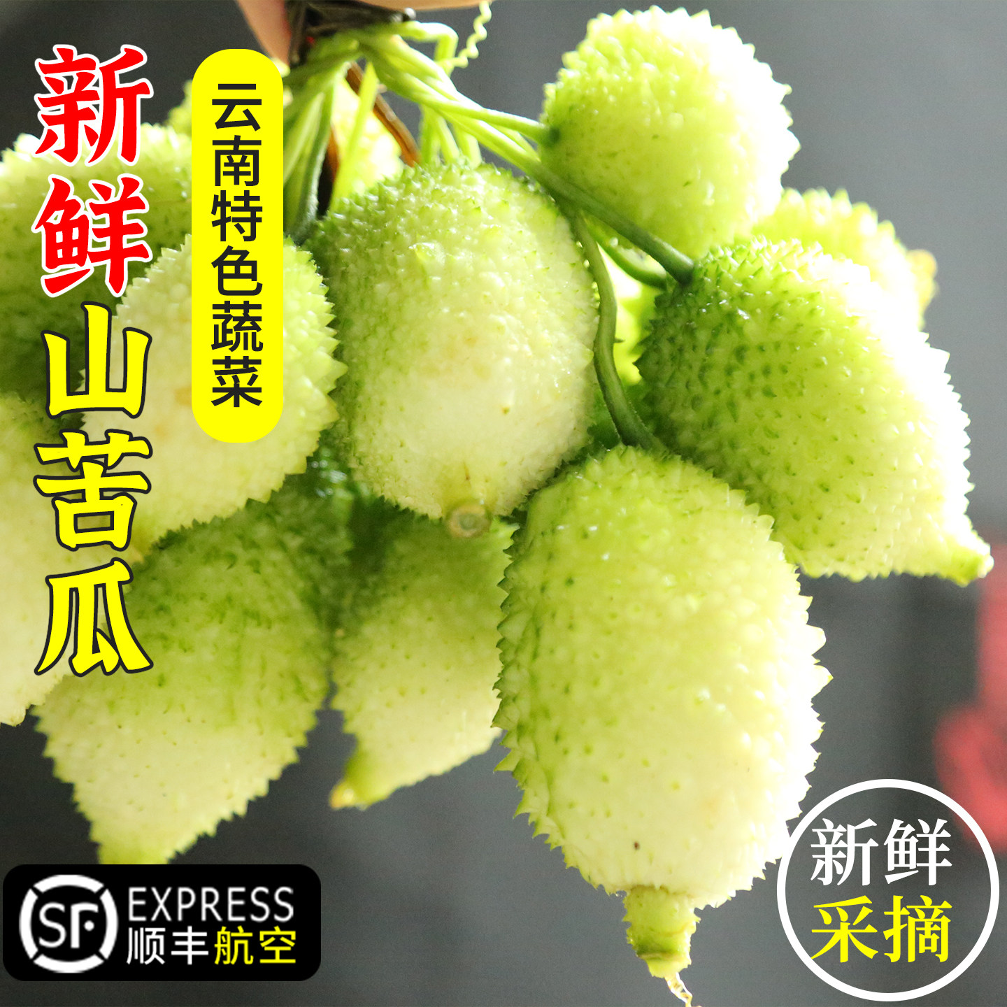 云南新鲜山苦瓜金铃子野生苦瓜小苦瓜绿苦瓜癞葡萄果新鲜现摘苦瓜