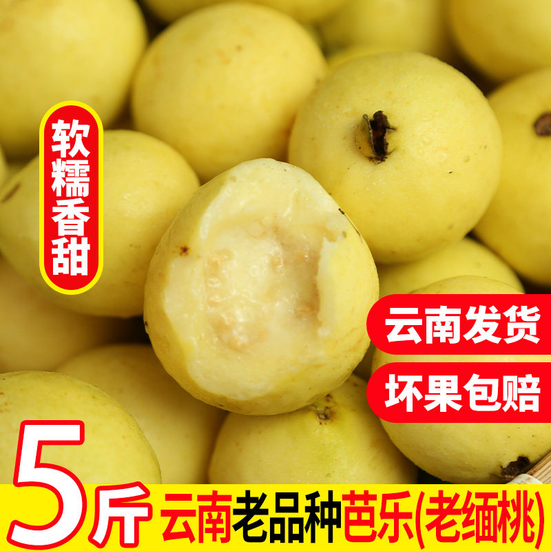 腾冲老缅桃老品种小芭乐野生白心云南番石榴当季新鲜现摘傣族水果