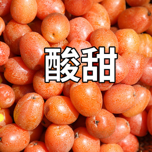【顺丰包邮】云南酸甜羊奶果新鲜洋奶果蜜花胡颓子时令新鲜稀有