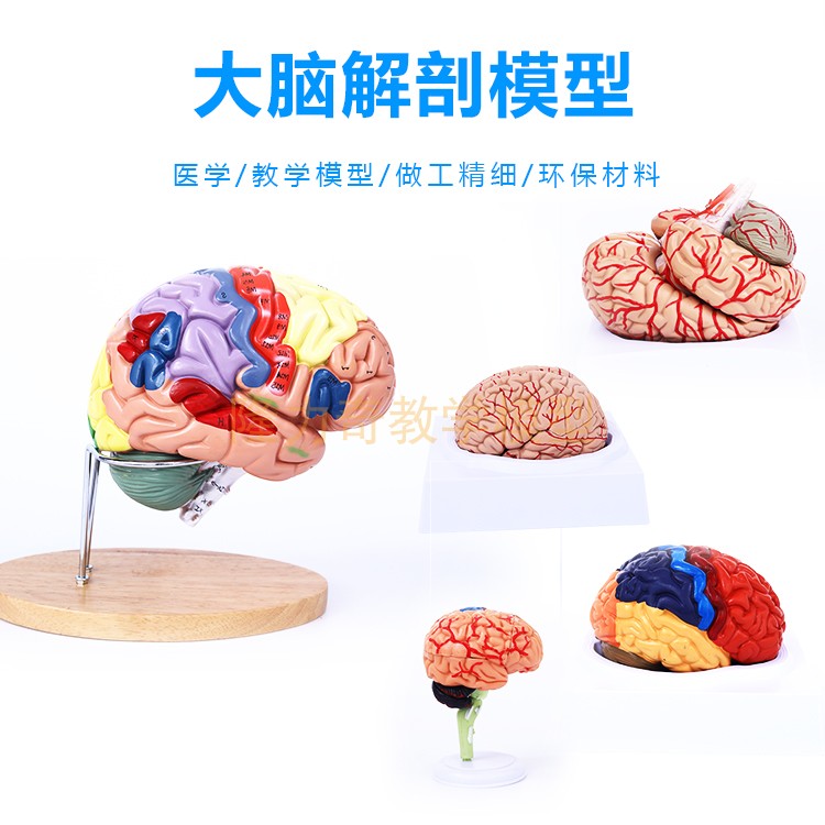Human brain Model Cerebrovascular Model anatomy Model Medical Science Teaching Model Split 9 partsin the Toy/Childs/Puzzle/Building block/Model , Static model , Other model toys  category - from Buy2taobao.com to provide professional Taobao agent buy service
