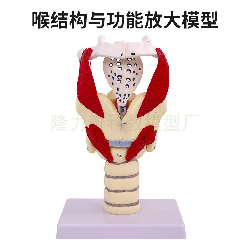 蓝蝶喉结构与功能放大声乐教学级