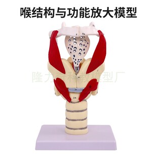 高级喉结构与功能放大模型 人体器官喉解剖教具3倍放大 声乐教学