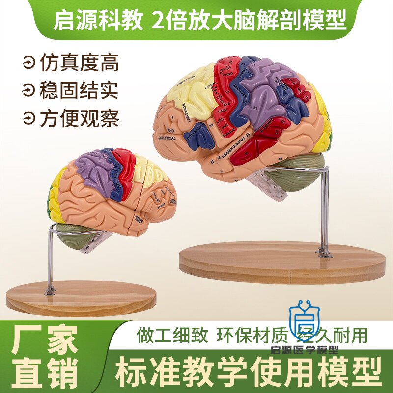 启源2倍放大脑解剖教学