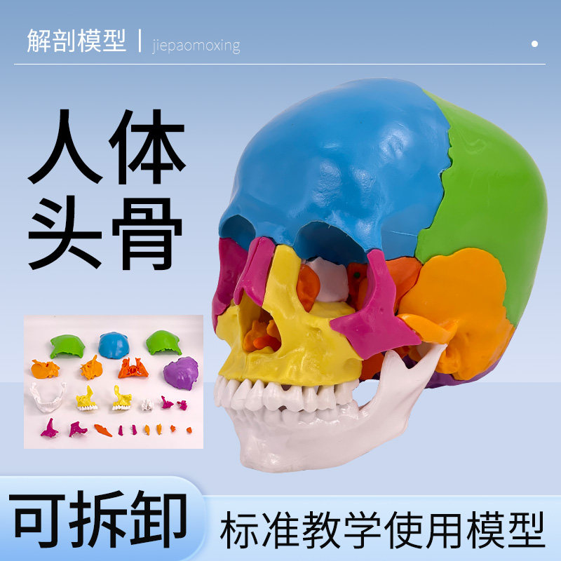 蓝蝶模型彩色头骨模型