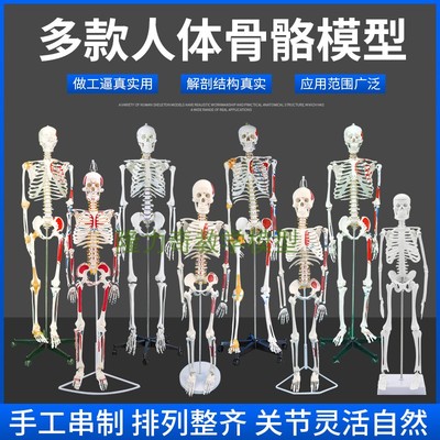 人体骨骼模型4585CM骨架模型人体脊柱脊椎模型医用教学骨骼骷髅