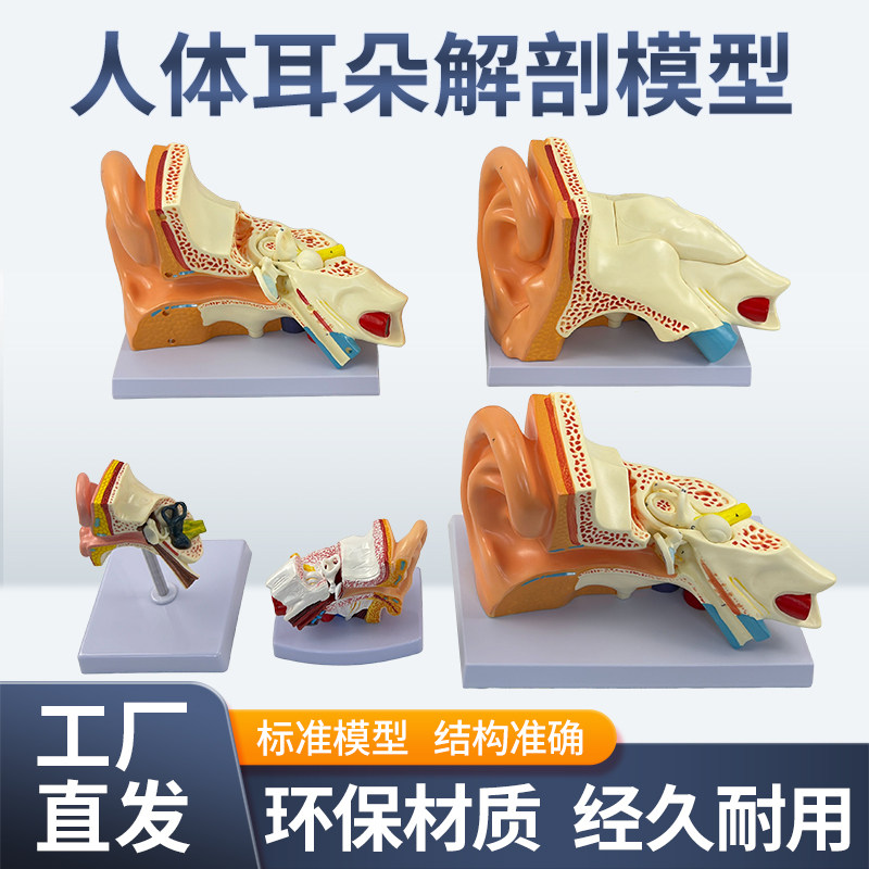 耳朵模型人耳解剖采耳教学培训耳鼻喉科教学展示内耳结构医学模型 - 实物图